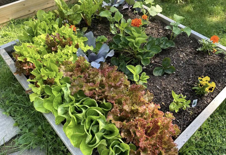 Lettuces and marigolds in a raised bed